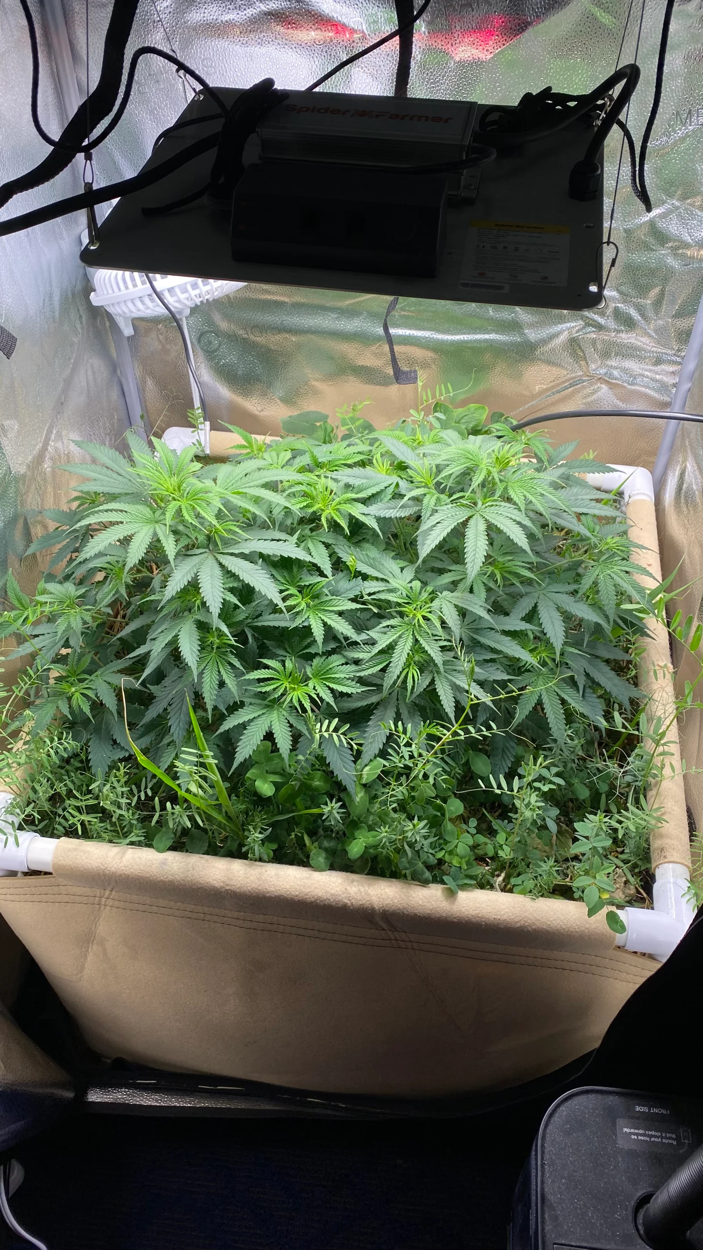 Vegetative stage: lush cannabis canopy filling a grow tent under LED lights, rooted in living soil